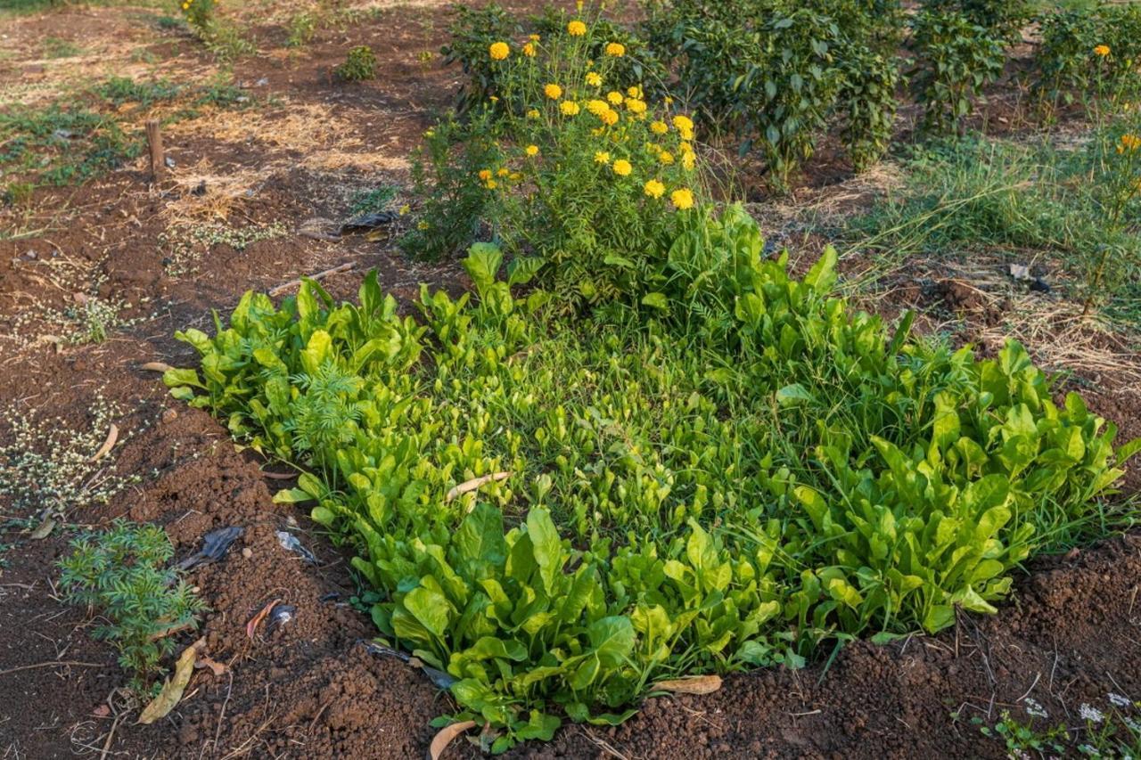 Saffronstays Serene Retreat, Alibaug อลีบาก ภายนอก รูปภาพ